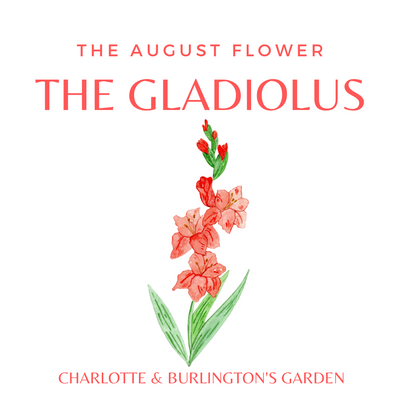 CHARLOTTE AND BURLINGTON'S FLORAL GARDEN : THE GLADIOLIUS