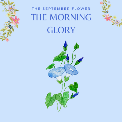 CHARLOTTE AND BURLINGTON'S FLORAL GARDEN : THE MORNING GLORY